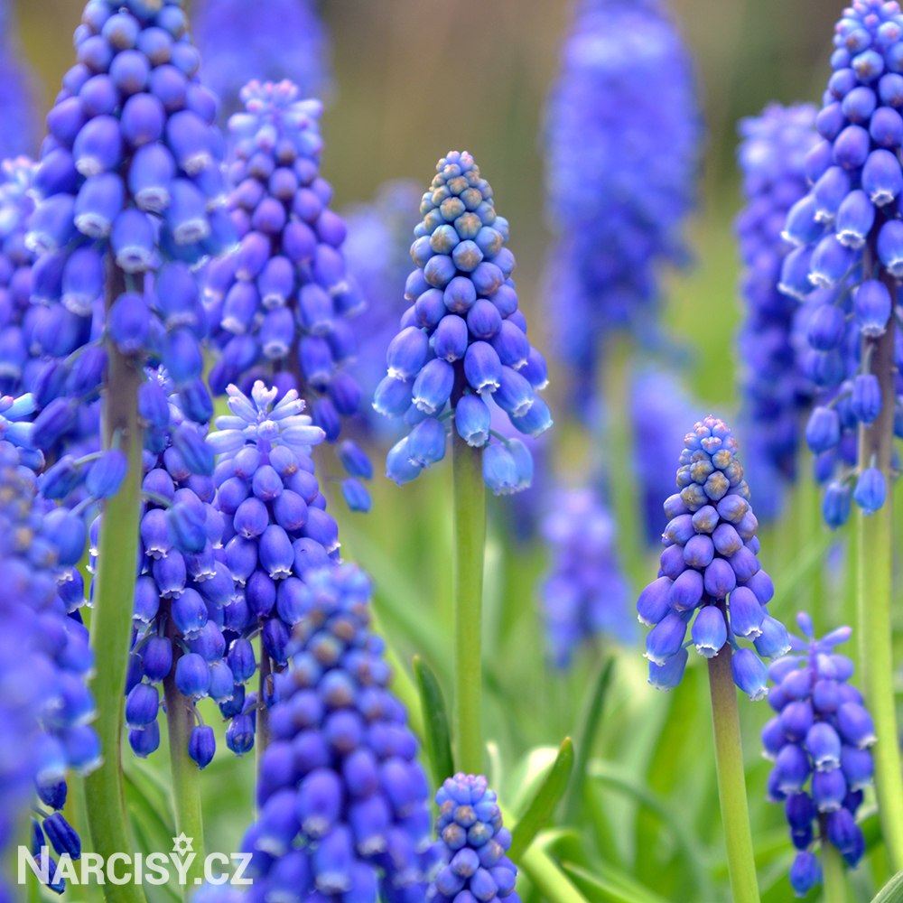 Modřenec - Muscari armeniacum 5